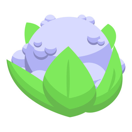 Cartoon icon of a purple cauliflower growing on a farm, concept of agriculture and healthy foodのイラスト素材
