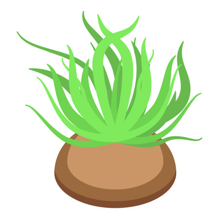 Green succulent plant with thick leaves growing in pot isometric viewのイラスト素材