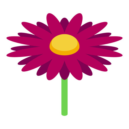 Single purple gerbera daisy flower blooming in isometric viewのイラスト素材