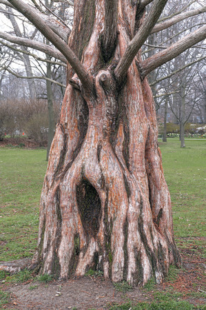 trunk of an old gnarled dawn redwood (metasequoia glyptostroboides)の写真素材