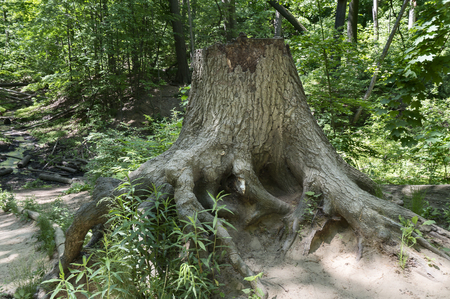 The side view of an old tree stump with roots in summer forest.の写真素材