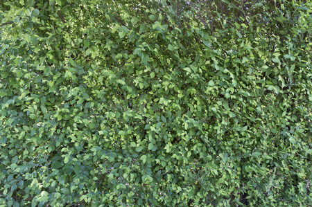 The green leaf plant covered wall for background.の写真素材