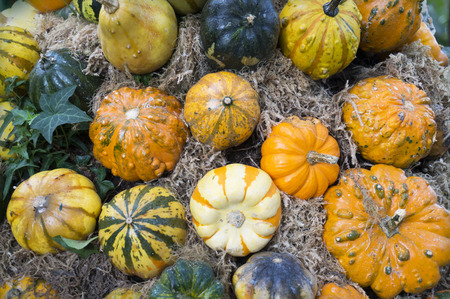 Assorted ornamental pumpkins in different colors, shapes and textures.の写真素材