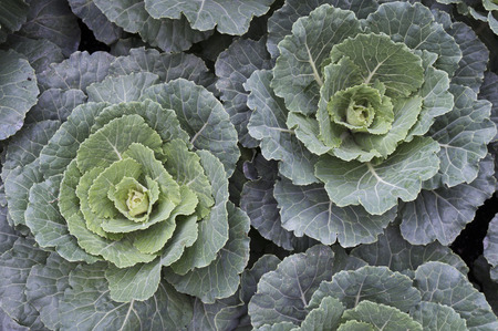 Ornamental or decorative cabbage and kale plants, bright for cold winter daysの写真素材