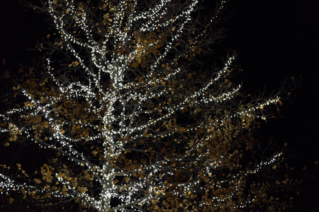 Winter tree branches decorated with Christmas lights at night.の写真素材