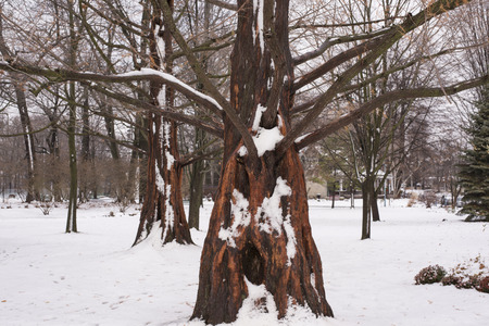 Snow covered dawn redwood metasequoia in winterの写真素材