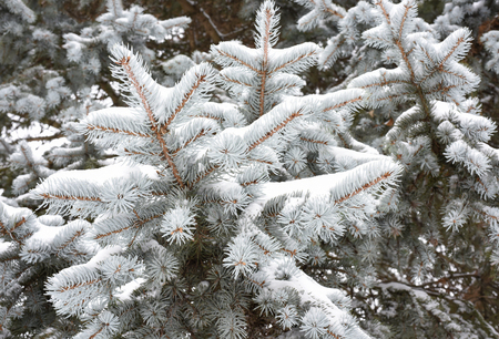 spruce Christmas tree covered in snow, closeupの写真素材