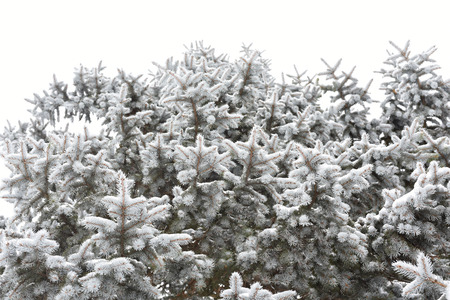 spruce Christmas tree covered in snowの写真素材
