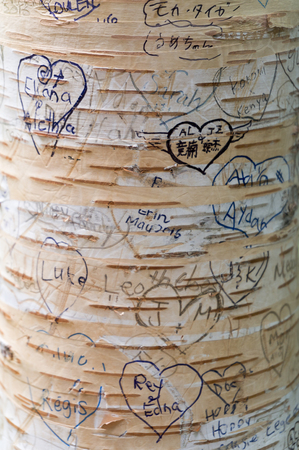 Love messages carved in the tree in Lover's Lane, Green Gables Heritage Place, home of the famous writer Lucy Maud Montgomery, author of Anne of Green Gablesの写真素材
