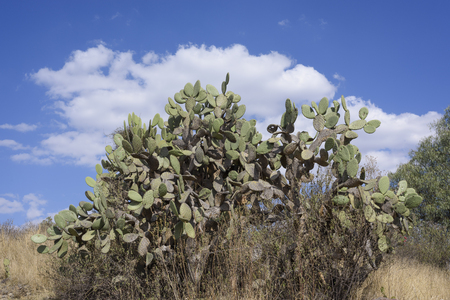 Cactus plant under white cloud and blue sky in Mexicoの写真素材