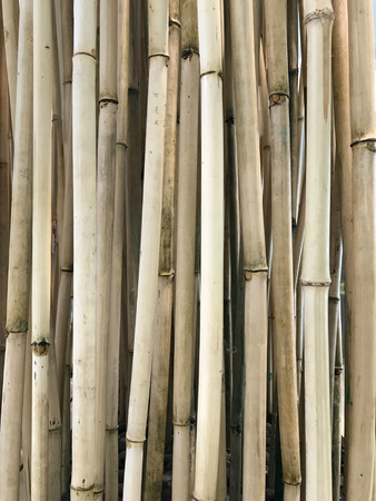 Natural Dry Bamboo Cane Bamboo Stick Bamboo Poleの写真素材