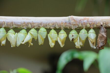 Row of butterfly cocoons on a wooden stick.の写真素材