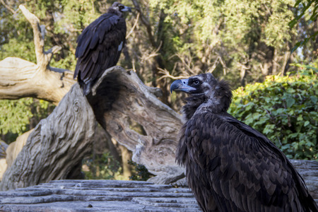 black birdの写真素材