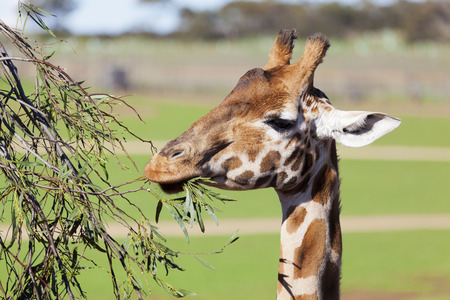 Close-up view of a giraffe reaching high to eat leavesの写真素材
