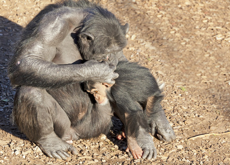 Chimpazee mother taking care of its babyの写真素材