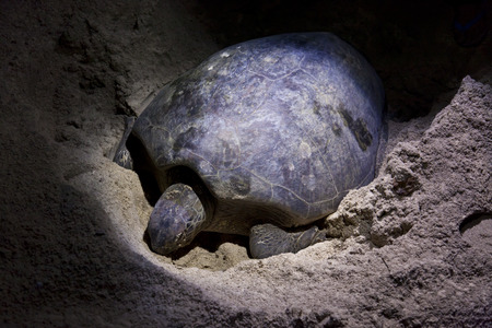 Green turtle laying eggs on beach in Malaysia at night