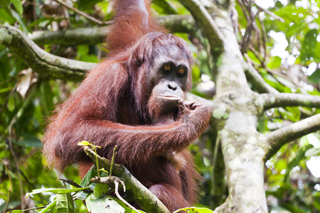 Orangutan thinking on a tree in Malaysiaの写真素材