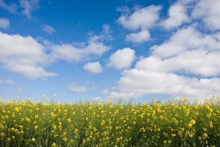 Canola field against blue sky with cloudsの写真素材