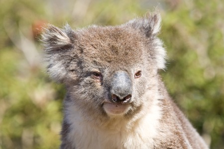 Close-up view of a koala in Australiaの写真素材