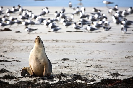 Sea lion resting at Seal bay of Kangaroo Island, Australiaの写真素材