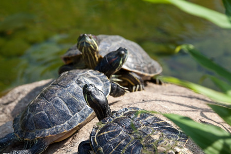 Group of red eared slider turtles resting in a pondの写真素材