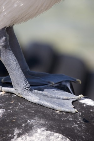 Close-up of the webbed feet of a pelican standing on a rockの写真素材