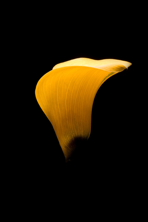 Studio shot of a yellow flower against dark backgroundの写真素材