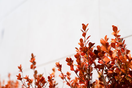 Southeast Asian red flowers on white backgroundの写真素材