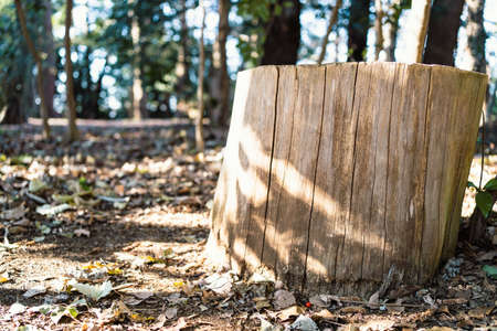 Light shining on a stump in the woodsの写真素材