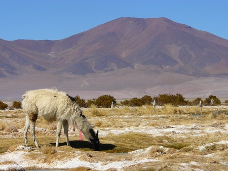 Lama and laguna salar on chilean altiplanoの写真素材