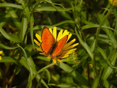 Large copper butterfly Lycaena dispar and yellow flower, Vercors mountain massif, Franceの写真素材