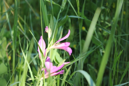 Beautiful wild french Orchid near Saou, Drome, Franceの写真素材