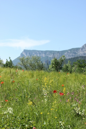 Beautiful view of typical landscape of south of France, fileds and flowers  poppy, broom, orchidの写真素材