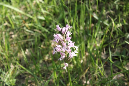 Beautiful wild french Orchid near Saou, Drome, Franceの写真素材