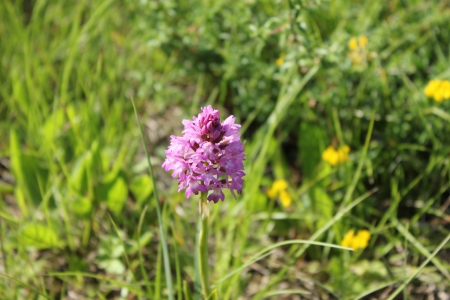 Beautiful wild french Orchid near Saou, Drome, Franceの写真素材