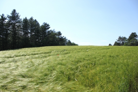 Beautiful field of wheat in France near Saou, Dromeの写真素材