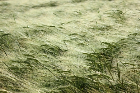 Beautiful field of wheat in France near Saou, Dromeの写真素材