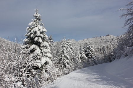 Beautiful winter scene in Chartreuse Massif, France, near cross country skiing center of Le Sappey en Chartreuse, snow over fir tree, blue sky.の写真素材