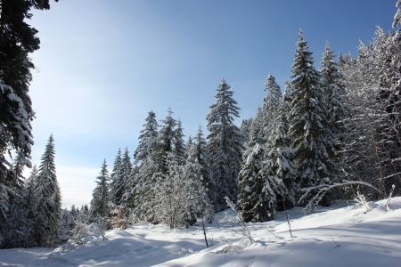 Beautiful winter scene in Chartreuse Massif, France, near cross country skiing center of Le Sappey en Chartreuse, snow over fir tree, blue sky.の写真素材