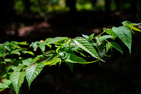 Green leaves of a tree in the forest. Natural background. Selective focus.の写真素材