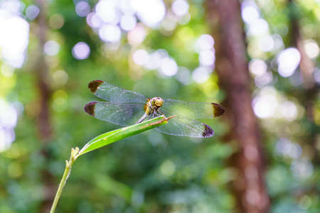 Dragonfly on a green leaf in the forest. Close-upの写真素材