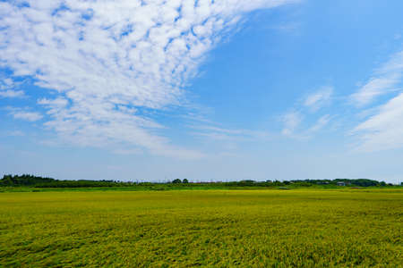 Green rice field with blue sky and white clouds in the countryside.の写真素材