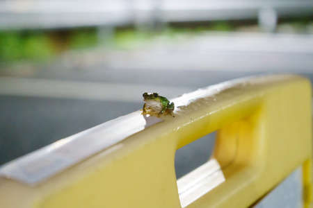 Green frog on a yellow fence in the rain. Selective focus.の写真素材
