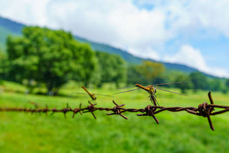 A dragonfly sits on a barbed wire in the mountains.の写真素材
