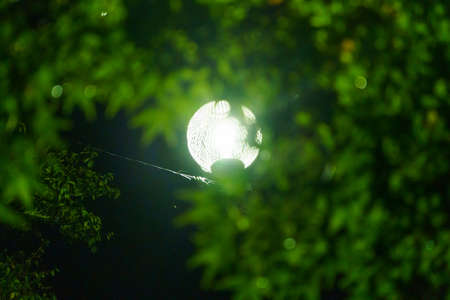 Lantern in the park at night with green leaves and bokehの写真素材