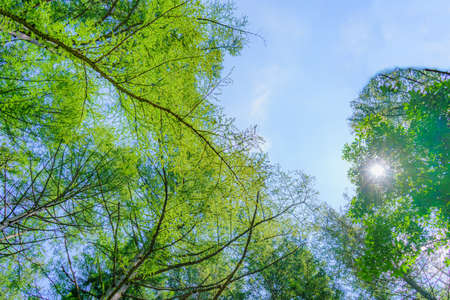 Fresh green leaves of trees in the forest with blue sky background.の写真素材