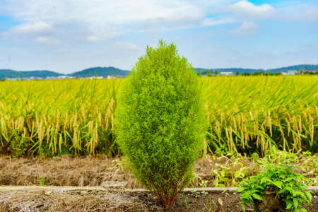 Green coniferous tree in rice field with blue sky background.の写真素材