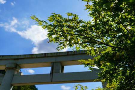A low angle shot of green leaves under a blue sky with cloudsの写真素材