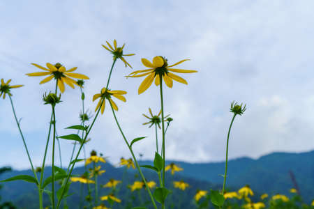 Yellow flowers of Rudbeckia hirta on blue sky backgroundの写真素材