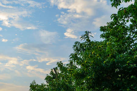 green leaves of tree against the blue sky with white cloudsの写真素材